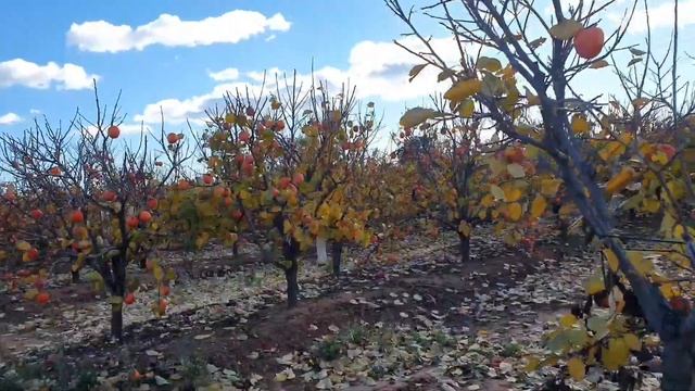 Хурма, всё про Хурму. Полезные свойства а также много другого интересного про эту ЯГОДУ.