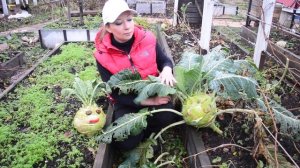 Капуста кольраби: сорта, посев, выращивание и уход