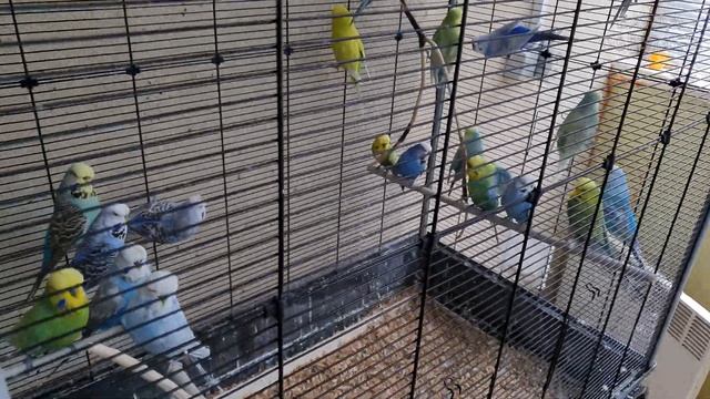 Вернулись с попугаем домой из отпуска. Как наши животные? смотреть онлайн