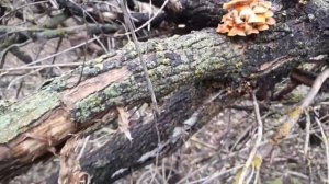 Китайский гриб. Иудино ухо