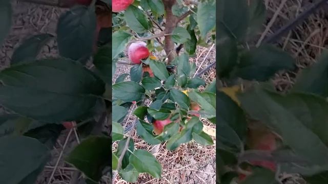 яблоня сорт Пирос (Piros) 28.07. 2022 смотреть онлайн