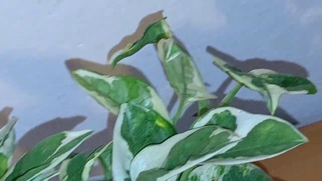 Scindapsus 'N-joy' смотреть онлайн