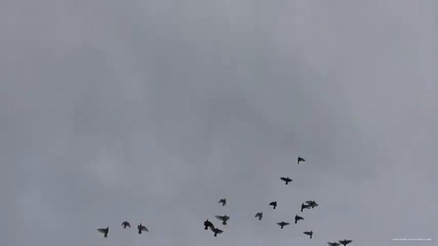 Мои бойные голуби на посадке. Змееяд снова летает с змеёй. смотреть онлайн