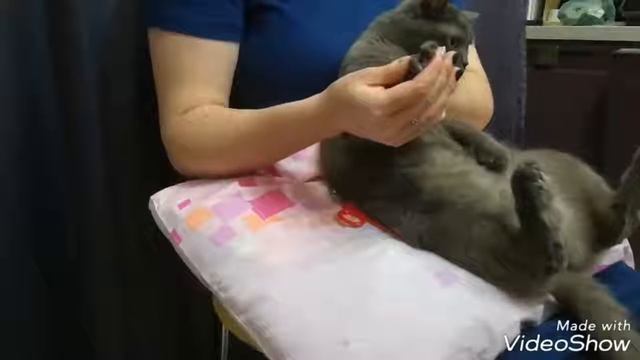 Кошачий маникюр/милый котик