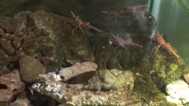 Креветка Арлекин и Танцующие от Камбо - CoralReef-Aqua.ru