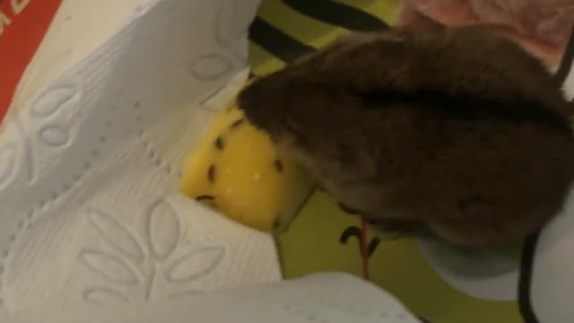 Отжал у кота МЫШЬ смотреть онлайн