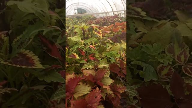 Красоты много не бывает! смотреть онлайн