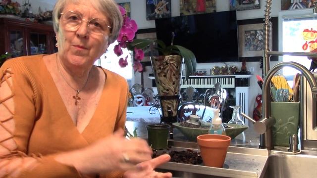 Checking 5 orchid pots, newly acquired withing last few months. смотреть онлайн