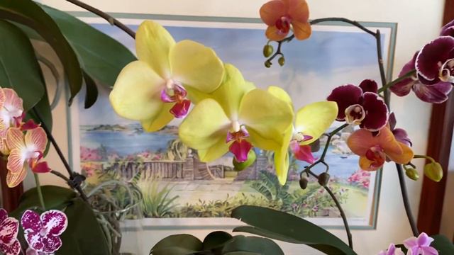Growing Phalaenopsis in water смотреть онлайн