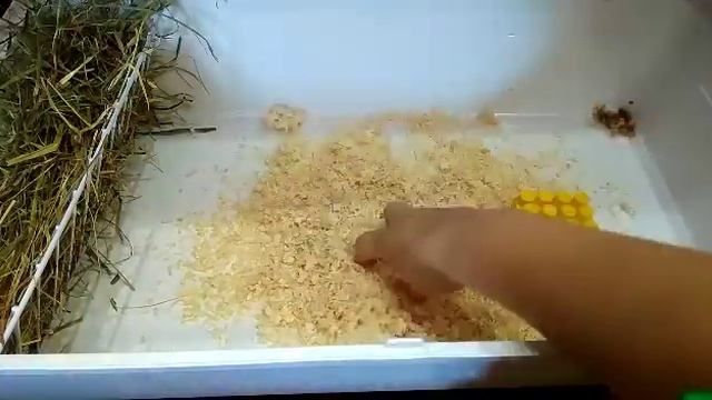 Уборка в клетке морской свинки Чизи смотреть онлайн