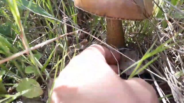 Грибная охота. Май, берёзовый ЛЕС, ПОДБЕРЁЗОВИК. Грибы смотреть онлайн