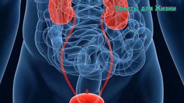 ✔ Луковая Шелуха - Перестань Её Выбрасывать ?Она Творит Чудеса - Лекарство от 100 болезней! смотреть онлайн