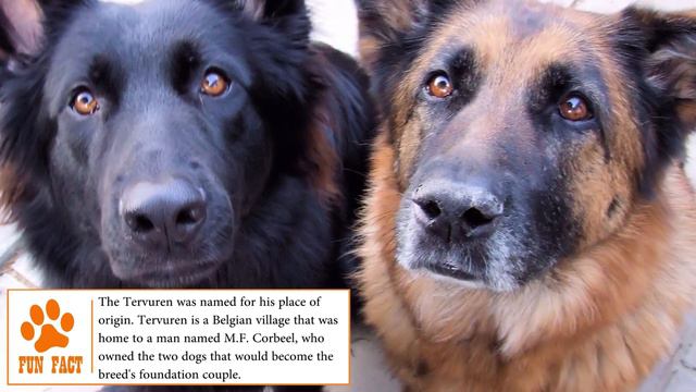 Dogs 101 - BELGIAN TERVUREN - Top Dog Facts About The BELGIAN TERVUREN