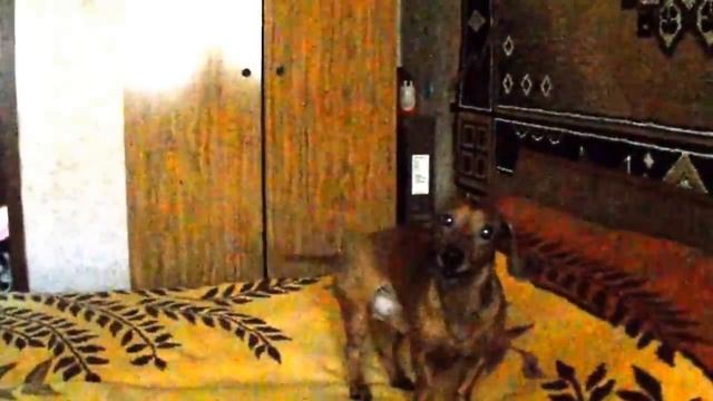 Dachshund sings.Такса Феликс поет греческие песни. смотреть онлайн