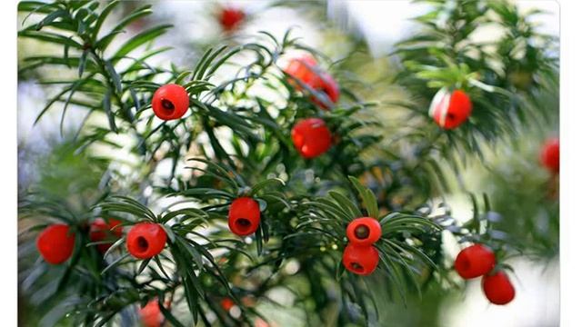 Тисс ягодный ( taxus baccata ) смотреть онлайн