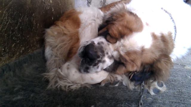 Спящий Песик смотреть онлайн