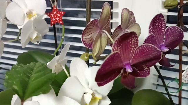 Вопрос по цветению орхидеи...?? смотреть онлайн