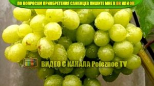 ВИНОГРАД АЛЕКСА ОПИСАНИЕ СОРТА