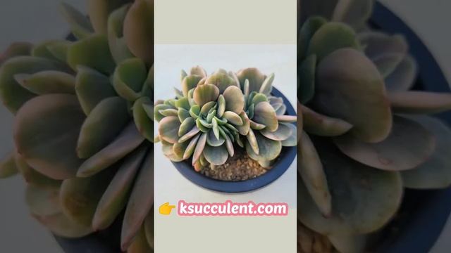 Echeveria 'Silk Road 'Variegated,Cristata/rare Korean succulents смотреть онлайн