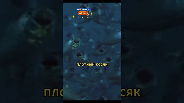 Воздушный охотник на рыб #животные #звери #природа смотреть онлайн