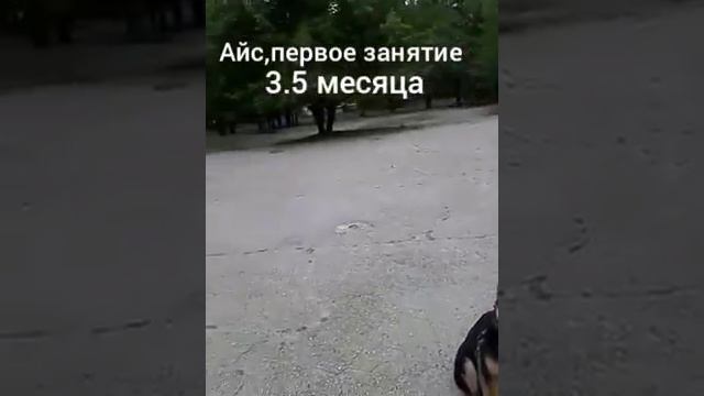 Дрессировка собак.Немецкая овч.Айс 3.5 месяца первое знакомство.Первое занятие. смотреть онлайн