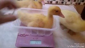 Индоутки.Мускусные утята зимой.Вес утенка в 2 недели.