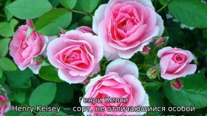 Канадские розы