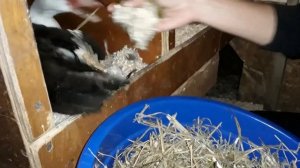 Осенние Утята. Без помощи не могли вылупиться. Как подсадить утят к утке