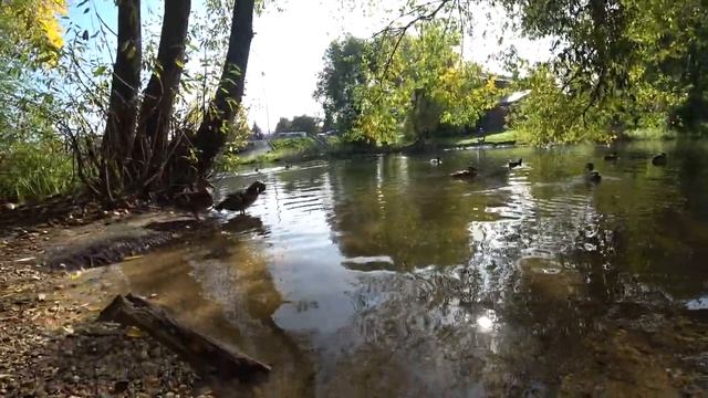 Утки в переславле на реке трубеж #река #озеро #природа смотреть онлайн