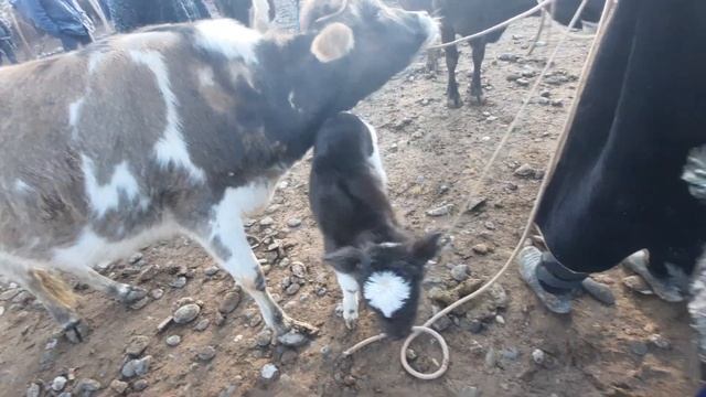 молбозори панчакент дупула