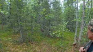 Охота на Медведя с Лайками в Тайге Кольского полуострова.