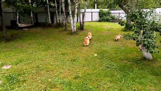 Корги бегут гулять) смотреть онлайн
