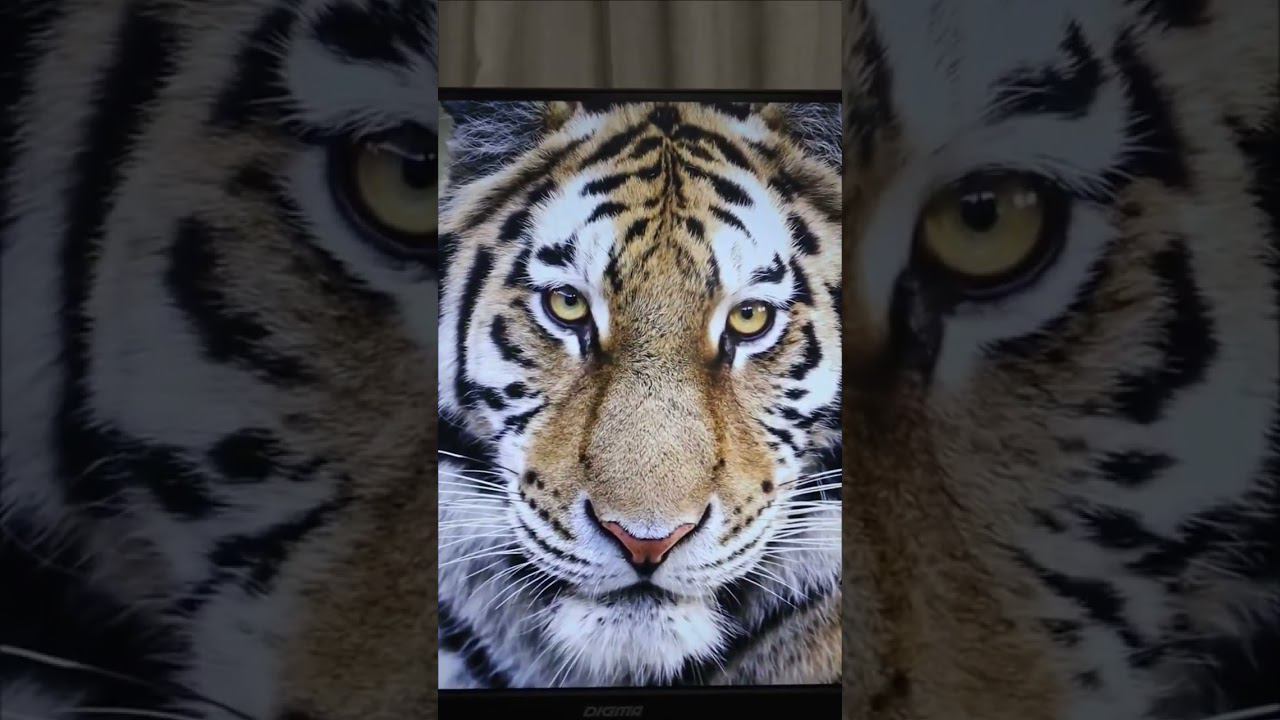 2К монитор Digma DM-MONB2707 #digma смотреть онлайн