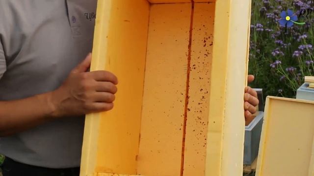 Что такое нуклеус?