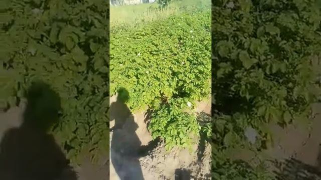 БИОБОМБА органическое гранулированное удобрение для овощей смотреть онлайн