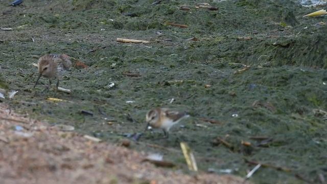 Кулики песочники Calidris и зуйки галстучники Charadrius hiaticula 26.08.2023 смотреть онлайн