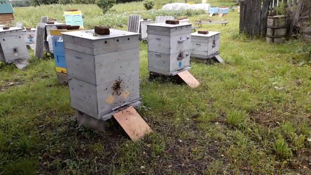МЕДОНОСЫ. КАРНИКА. смотреть онлайн