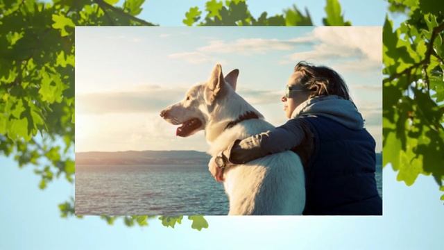 Хорошо ли, когда снится СОБАКА ? смотреть онлайн