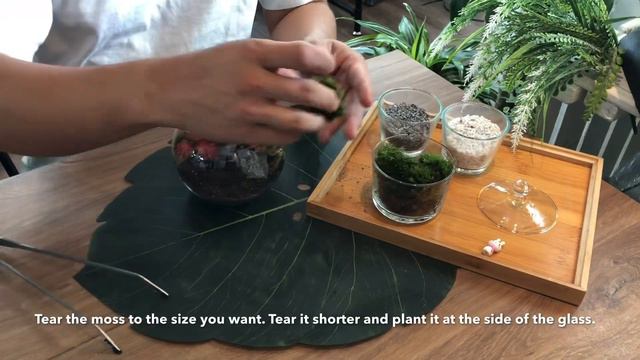 How To Make A Terrarium: Fantasy Forest DIY Pack