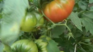 Томат Сахарный гигант. Созревание плодов.