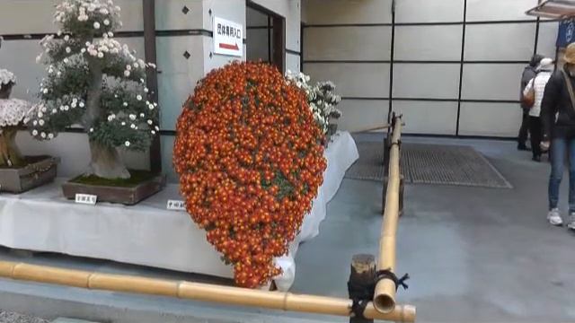 Takayama Bonsai смотреть онлайн