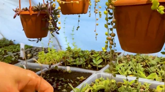 Уход за крестовником Роули в домашних условиях. Полив, укоренение, уход смотреть онлайн