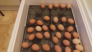 Цыплята. 4-я часть. 19-й день инкубации куриных яиц.