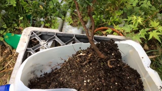 Juniper Squamata Cuttings maintenance & repotting смотреть онлайн