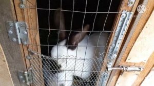 Какая порода кроликов лучше:Калифорницы или Полтавское серебро?