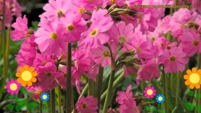 Примула розовая Грандифлора. Краткий обзор, описание характеристик Primula Rosea Grandiflora