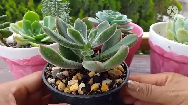 Echeveria Pulvinata смотреть онлайн