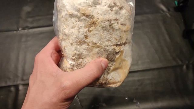 Identifica los primordios de la cola de pavo. Trametes versicolor смотреть онлайн