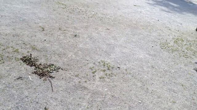 ЛУКИ-MEN: ГОЛУБИ И ВОРОБЬИ смотреть онлайн