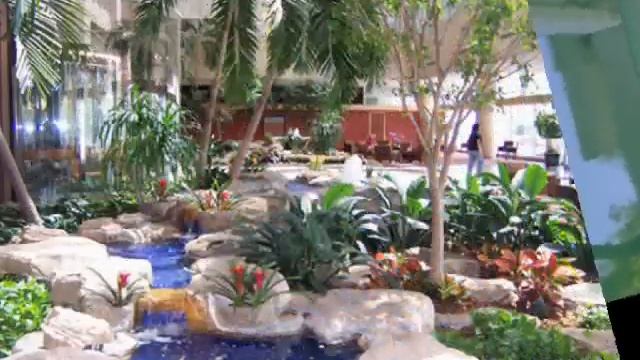 Комнатные растения в помещениях и их польза смотреть онлайн